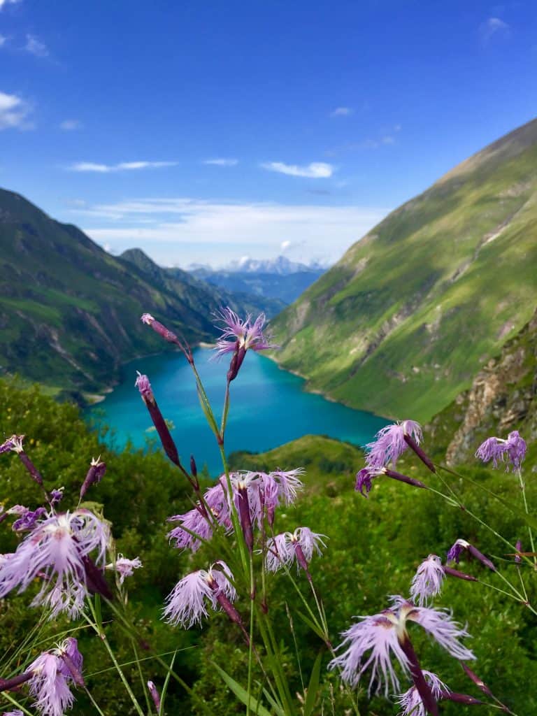Blumen vor einem Stausee in Österreich