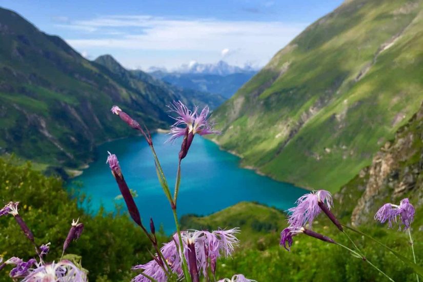 IMPRESSIVE WORLD OF WATER, ROCKS AND ELECTRICITY HIGH ABOVE ZELL AM SEE-KAPRUN Blumen vor einem Stausee in Österreich
