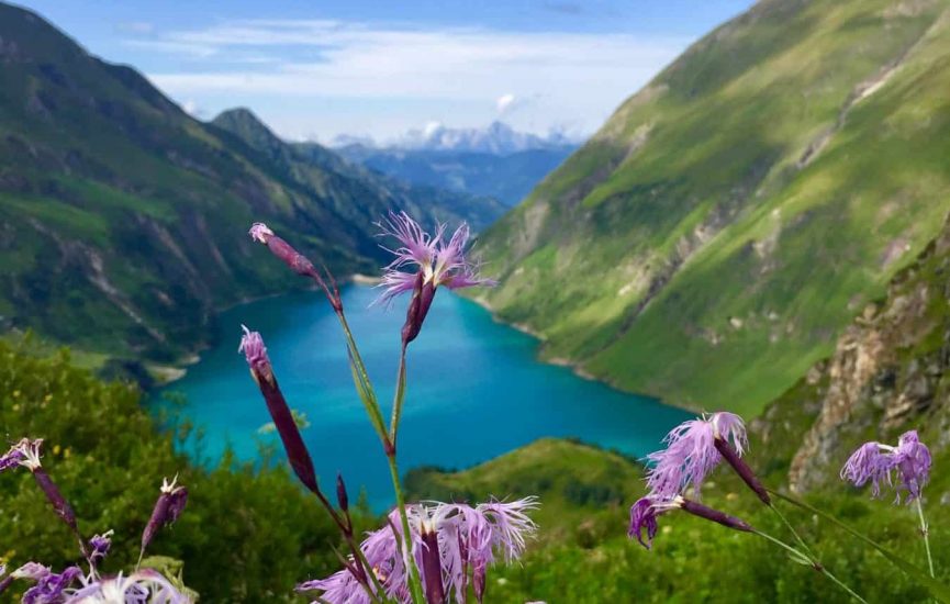 Blick auf den Kapruner Hochgebirgsstausee Blumen vor einem Stausee in Österreich