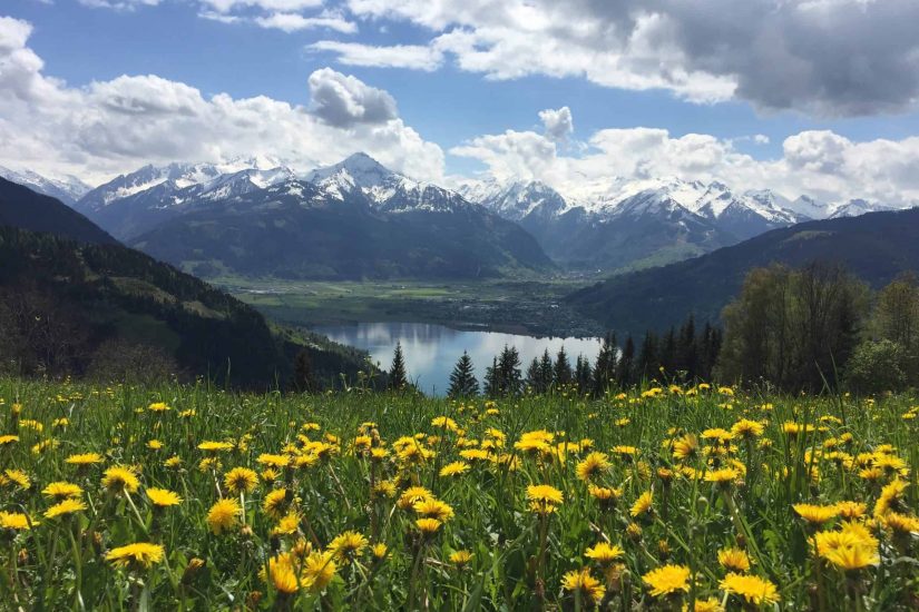 Blumen vor dem Zeller See