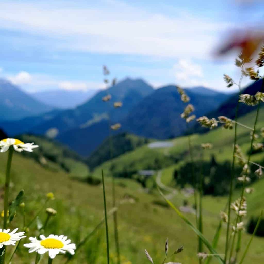blumen see berge ferne grün sommer tirol